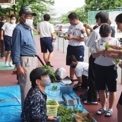 菊の育成指導　1枚目の写真