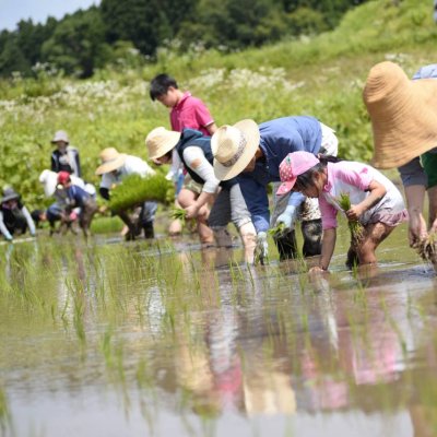 田植えの様子