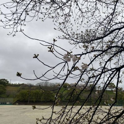 菊地公園の桜