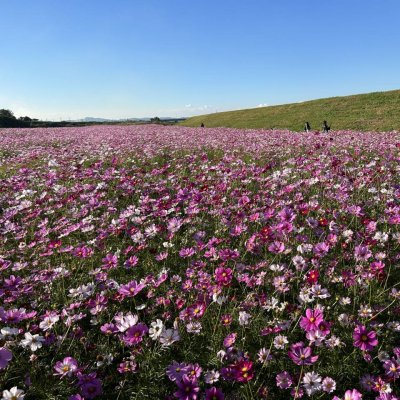 コスモブリッジ付近1枚目の写真